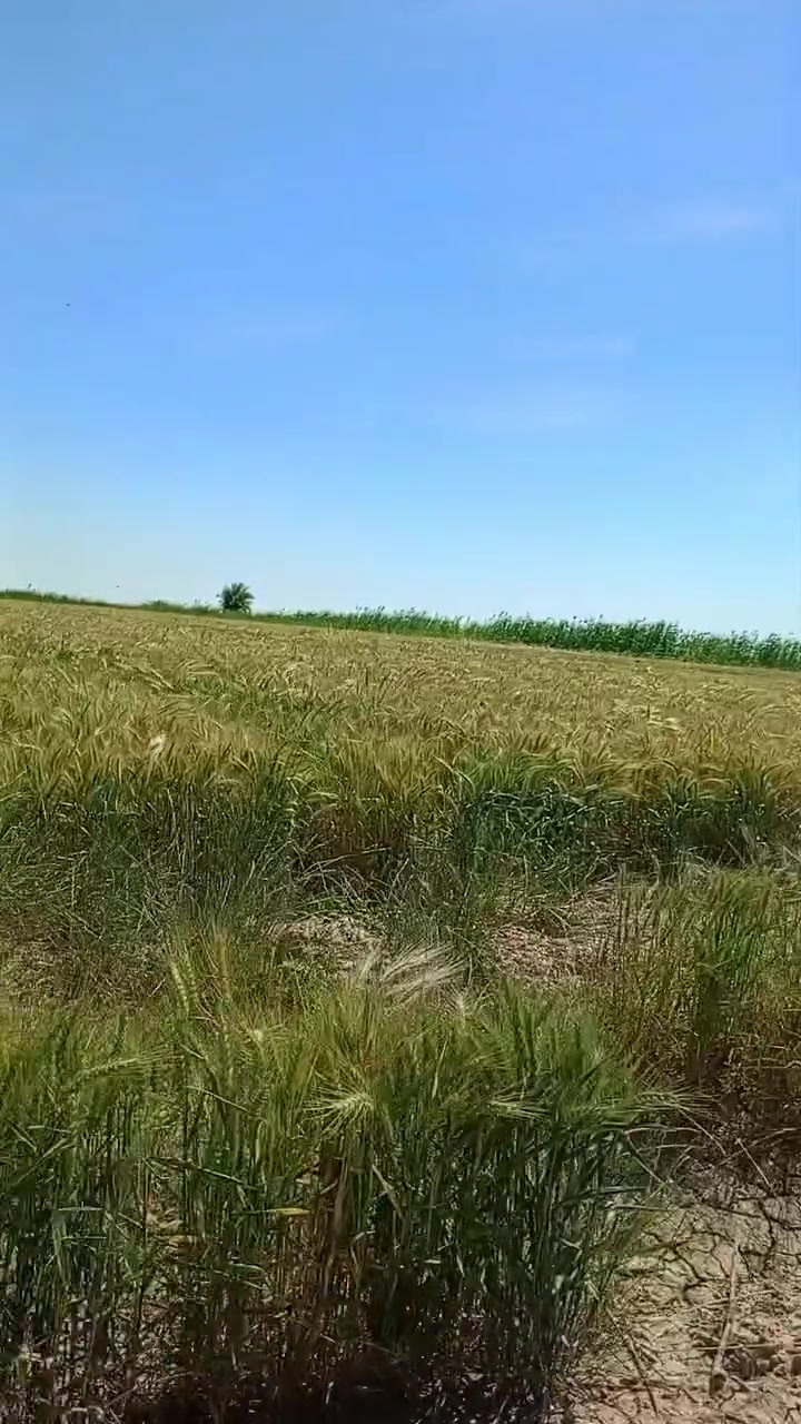 السلام عليكم ورحمه الله
ارض زراعي 100دونم للايجار لمده 5سنوات اقل او اكثر 

مستصلحه ومبزله متكامله من بزول وكهرباء وماء قريبه على نهر دجله بزول ونهران مستقله خاصه بلارض وتروى من نهر دجله  قريبه على شارع 

تصلح ان تكون مشروع حقول للعجول او دواجن متوفره اجازه للدواجن


**إذا كنت صاحب هذا الإعلان وتريد حذفه لأي سبب، رجاءا أرسل رسالة إلى الدعم الفني**