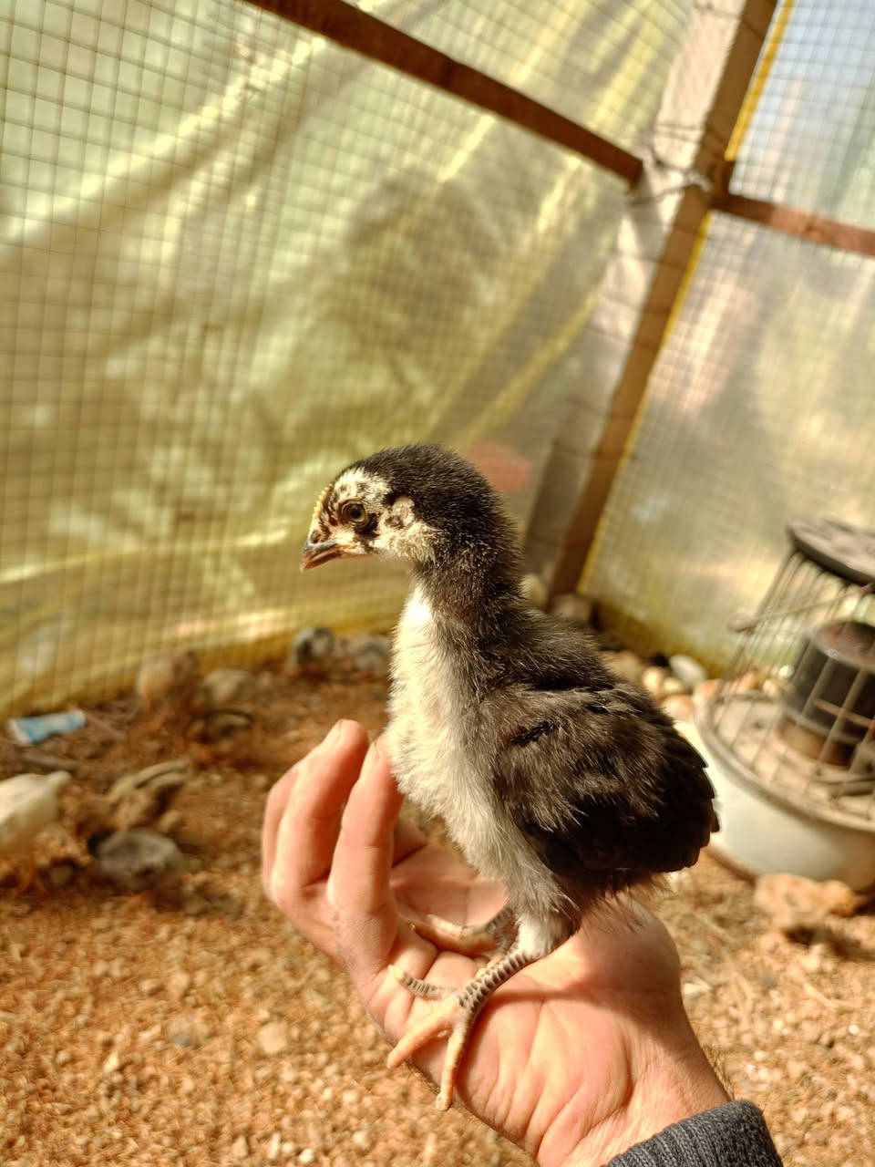 السلام عليكم افراخ عرب اصلي سعر الزوج 3.  ***********
