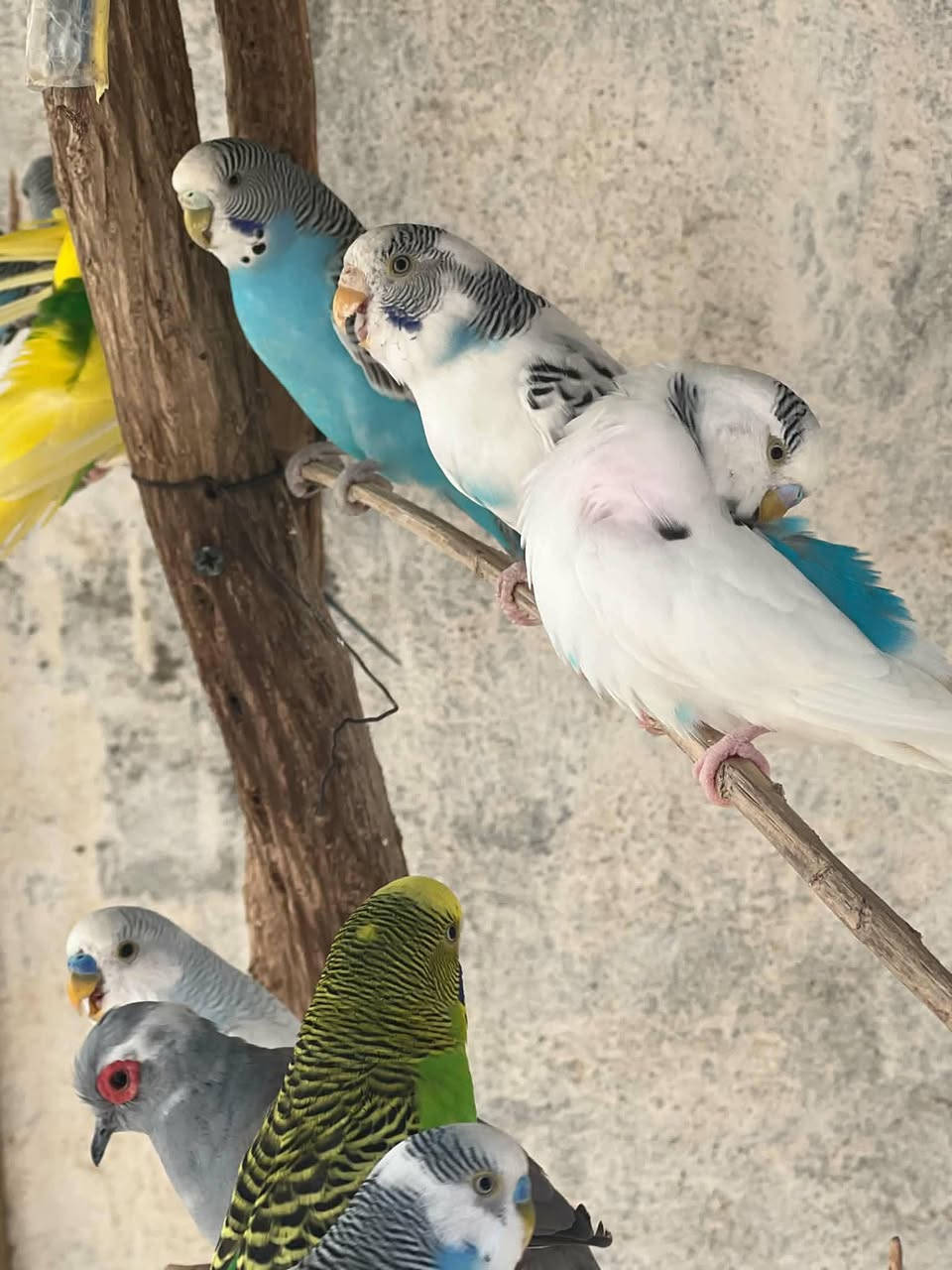 السلام عليكم ذني البلابل مال محميه واكو بعد اخواتهن ام عبد الله احب التصوير اللي يحب يشتري يراسلني خاص


**إذا كنت صاحب هذا الإعلان وتريد حذفه لأي سبب، رجاءا أرسل رسالة إلى الدعم الفني**