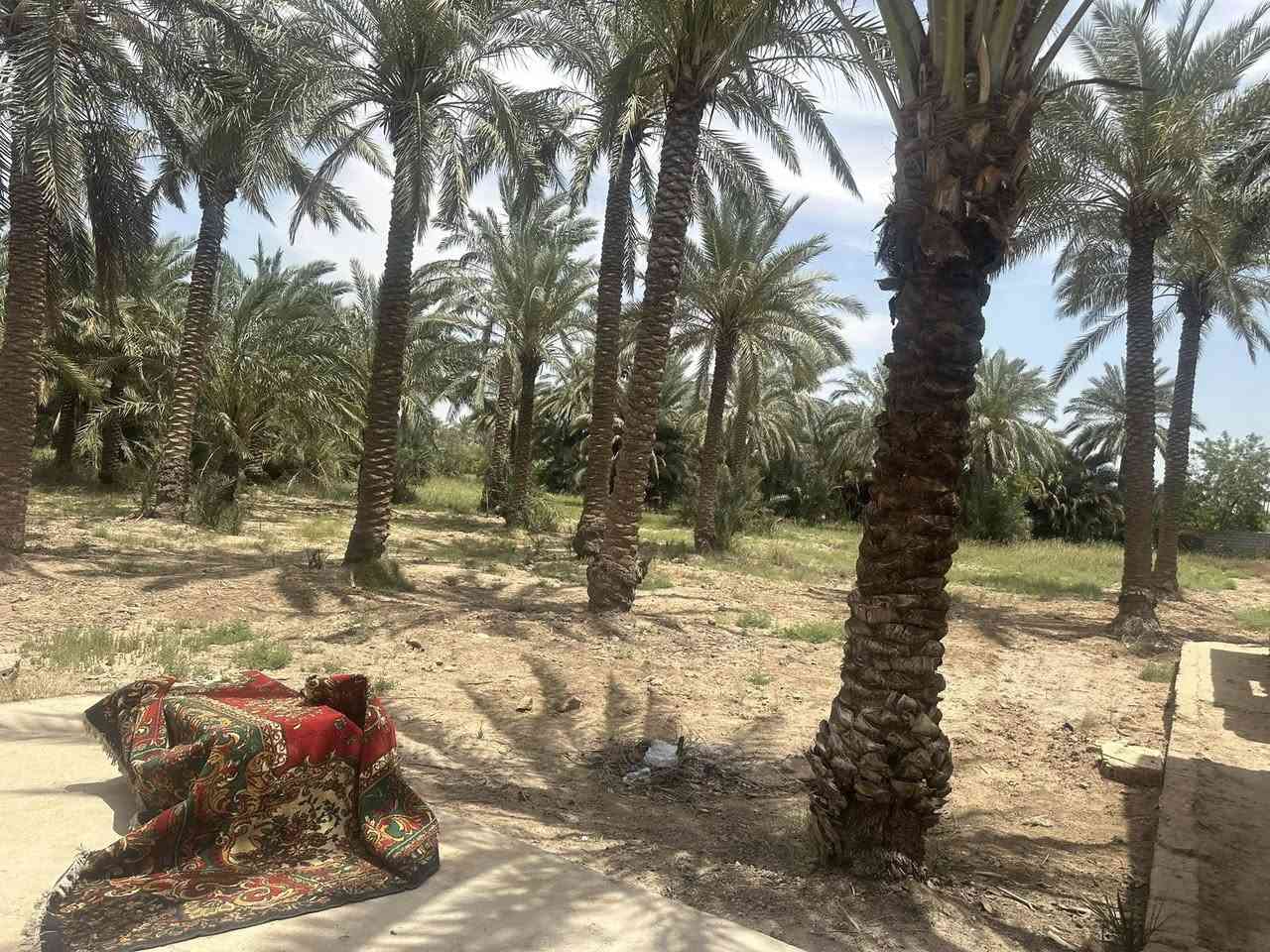 السلام عليكم مزرعه طابو صرف ٦ دونم للبيع منطقه الخناسه بفرع النائب كاظم عطيه    ***********
