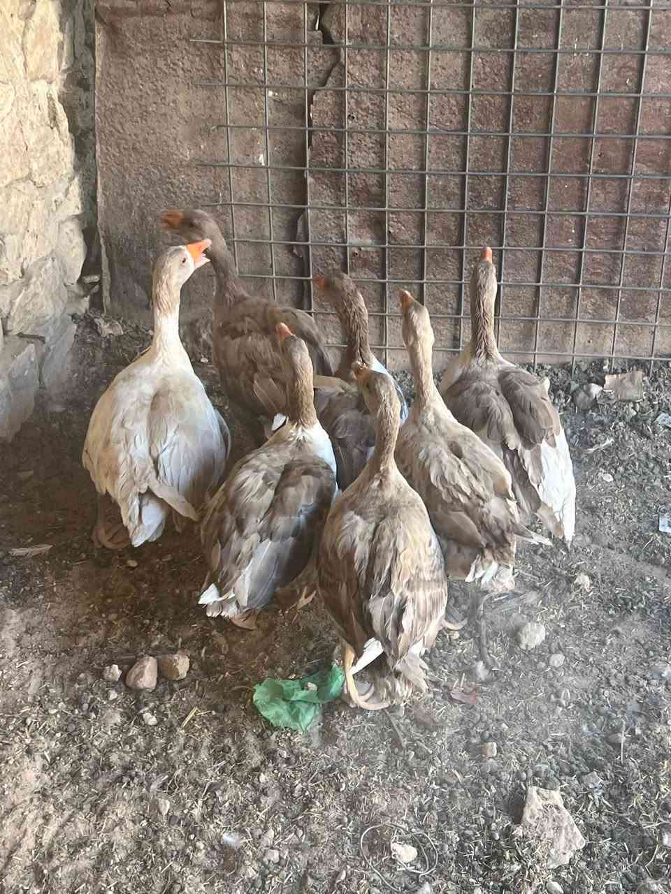 متاح وز عراقي العدد 5 اناثي وفحل 2 المجموع 7 تريد زوج تريد شلع كلشي وسعره  مكاني حديثه حي الثمانيه  شراي يجي خاص او الاتصال على رقم الهاتف ***********
