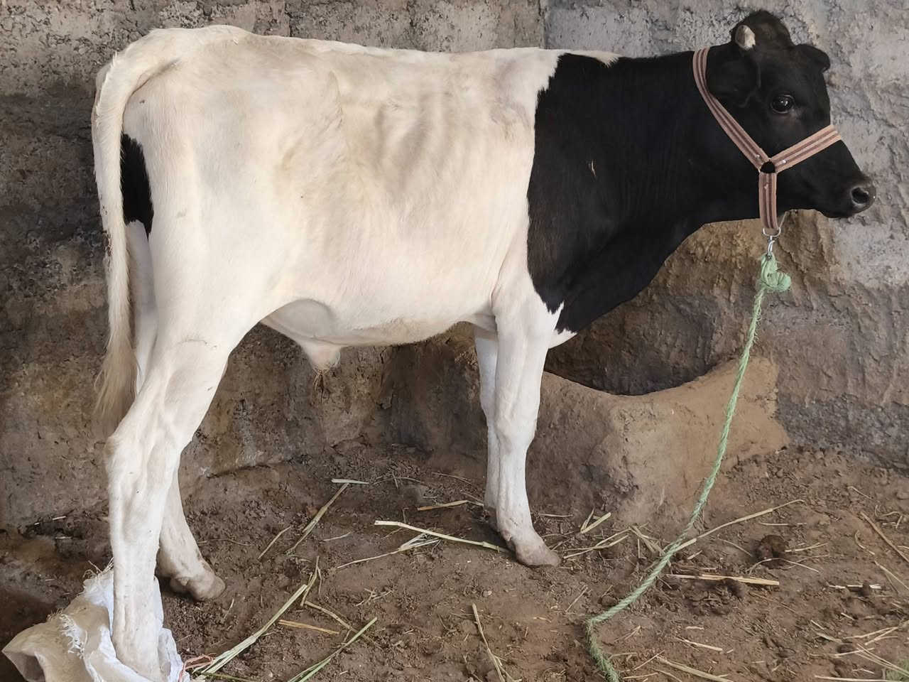 السلام عليكم
حولي جنس رقم واحد خشانه فول الفول موجه عل الربط من بخت الشراي العنوان الشرقاط الساحل الأيسر اسديره طق طق توصيل موجود لاستفسار***********عبدالرزاق الحدي
