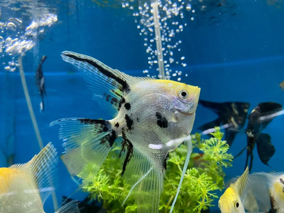 وصول وجبه اسماك جديده الى معرضنا اسعار مناسبه 🐠
🐬🐬🐬🐬🐬🐬🐬🐬🐬🐬🐬🐬🐬🐬🐬🐬
العنوان كركوك قادسيه سايد المرور القديم مجاور حلويات الحلواني


**إذا كنت صاحب هذا الإعلان وتريد حذفه لأي سبب، رجاءا أرسل رسالة إلى الدعم الفني**