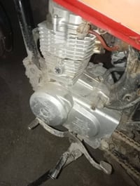 دراجة ارشه • بدون أوراق • الخضر