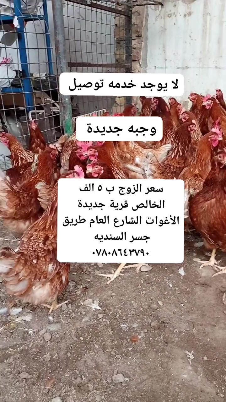 سعر الزوج ب ٥ الف
دجاج احمر بياض شرط البيض 
ديالى الخالص قرية جديدة الأغوات الشارع العام طريق جسر السنديه مجاور محلات ابو عقيل الكصاب العبيدي***********

