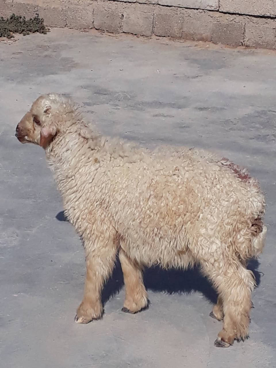 يوجد طلي للبيع💰 ناصح شرط العنوان بيجي حي العصري 
 رقم الهاتف 📱***********
