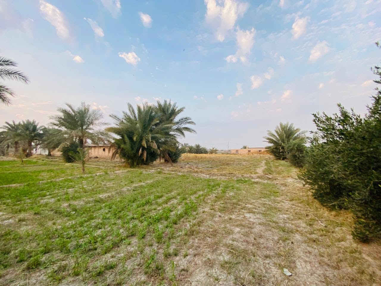 السلام عليكم 3 دونم طابو زراعي سند 25 ; طابو الكاظميه . 
واجهه الدونم 27 تباع تقطيع او كليا حسب رغبه المشتري
الارض مزروعه وكامله بيهه 50 نخله وبيهه 20 زيتونه 
شارع تبليط - ماء - كهرباء - ماء سقي  
تبعد عن الكاظميه 15 دقيقه موقع الارض التاجي سبع البور -
- البصام -
*********** بي واتساب #
