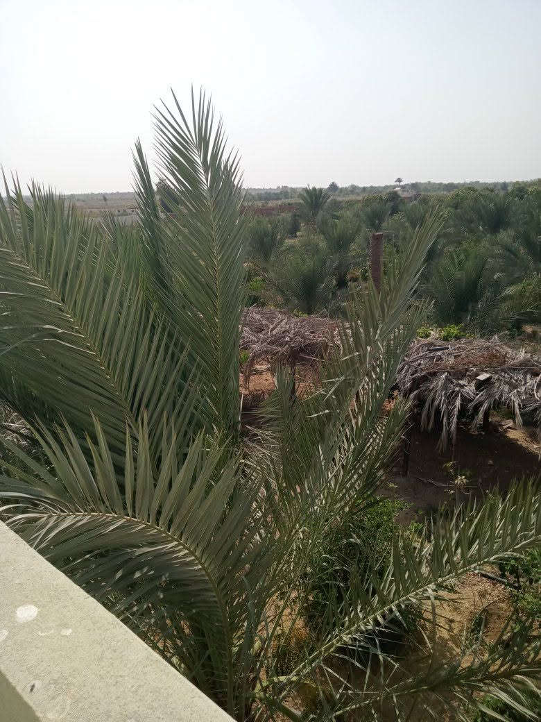 اضخم المزارع النموذجيه الكبيرة 
تابع التفاصيل 
المساحه 20فدان منهم 10فدان زيتون مثمر 
5فدان بلح حياني عمر3سنوات 
5فدان برسيم حجازي 
الري بحاري.  شبكة ري حديث 
2حوض تخزين المياه 
حيازة زراعيه 
2فيلا مفروشه 
مياه الشرب وكهرباء وكاميرات مراقبه 
ابراج حمام.   خلايا ضوئية 
3عنابرمواشي 2عنبر اغنام 
تروسيكل شغال 
2مولد كهرباء 
2ماتورللري 
2ماتور رش مبيدات 
مخازن 
18مكعب مياة سعةالمكعب 2000لتر
عربيه كاروبالحصان 
السعر المطلوب شامل كل شيء 17مليون 
السويس بجوار نفق الشهيد أحمد حمدي 
01279736615


**إذا كنت صاحب هذا الإعلان وتريد حذفه لأي سبب، رجاءا أرسل رسالة إلى الدعم الفني**