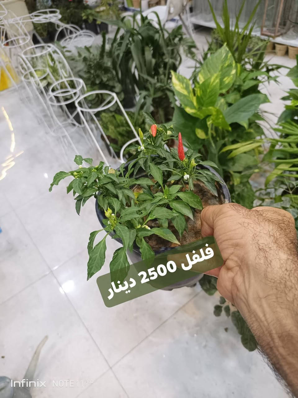 وجبة جديده من نباتات شمسية خارجية...الانبار الرمادي العزيزية مكان الجديد...من جهة شارع العام خلف مجمع برج المسك شارع ميسلون  اول فرع على اليمين *********** ... يوجد توصيل داخل الرمادي...
