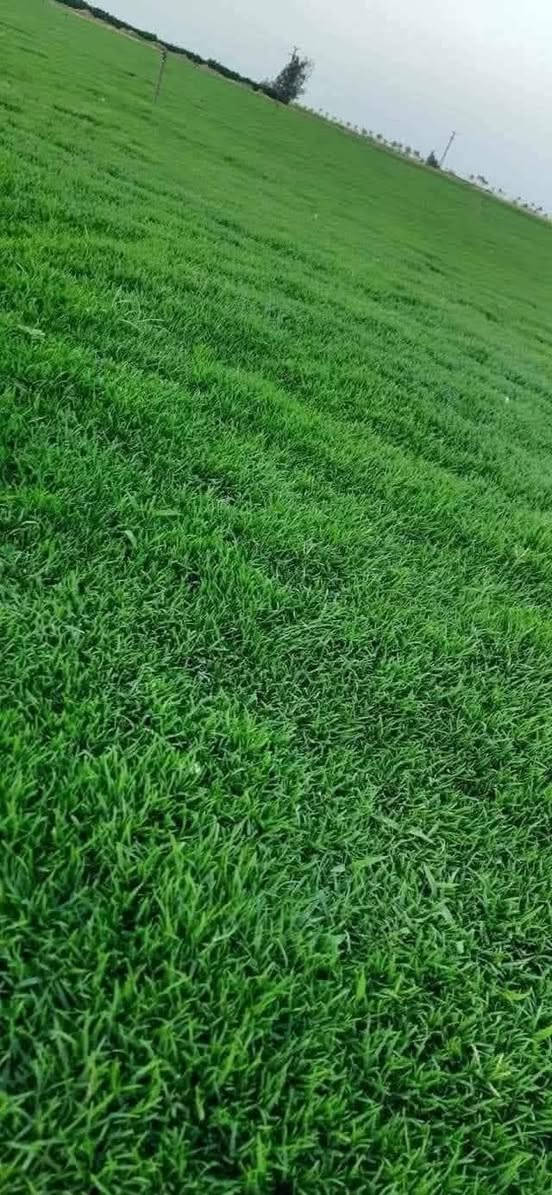 🌿 ثيل طبيعي بجودة ممتازة – هندي درجة أولى 🌿

✨ مثالي للاستخدام في:
🏡 المنازل | 🌳 الحدائق | ⚽ الملاعب | 🏢 الدوائر | 🏗️ المشاريع الاستثمارية

💰 سعر المتر المربع مميز جداً! (تخفيضات خاصة للكميات الكبيرة – قابل للتفاوض)

✅ متوفر لدينا جميع أنواع الثيل الطبيعي:
🇫🇷 فرنسي | 🇮🇹 إيطالي | 🇺🇸 أمريكي | 🇮🇳 هندي | 🇪🇸 إسباني | 🇬🇧 إنجليزي

🚛 قدرة على تجهيز كميات كبيرة للمشاتل والملاعب

🌱 لماذا نحن؟
✔️ نوعية ممتازة بأسعار تنافسية
✔️ زراعة احترافية تضمن نجاح الثيل
✔️ توصيل سريع حتى باب بيتك

📩 لطلب الثيل أو الاستفسار، راسل الصفحة الآن! 💬

***********
***********

