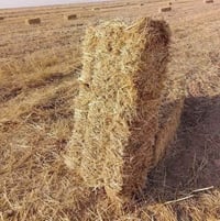 كبس گفر حنطه درجة اولى واصل لباب البيت الاتصال على الرقم 07811221958*0...