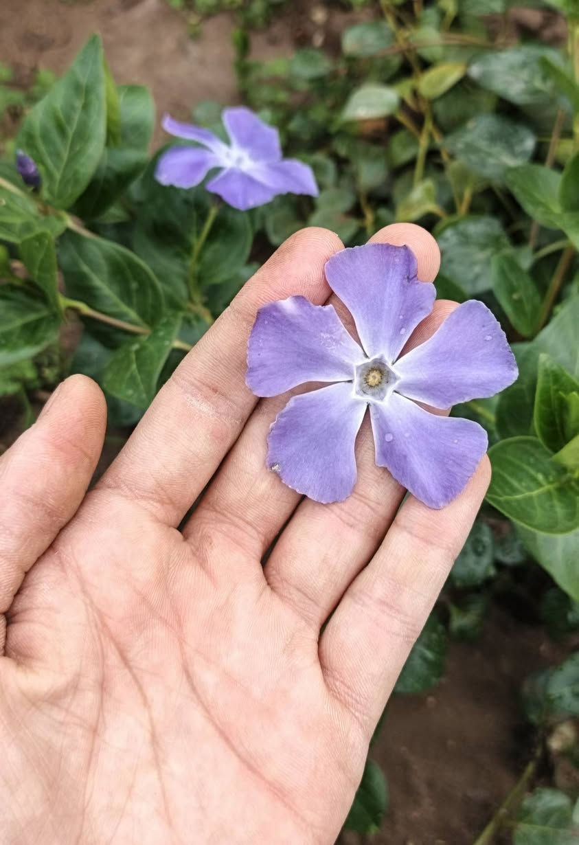 🌿لاولاوی هەمیشە سەوز یاخود گوڵی ڤینکا  
💜گوڵی مۆری زۆر تایبەت
عەدەدێکی کەم بەردەستە و باخچەکەت بێ بەش مەکە لەم جوانییە 👌


**إذا كنت صاحب هذا الإعلان وتريد حذفه لأي سبب، رجاءا أرسل رسالة إلى الدعم الفني**