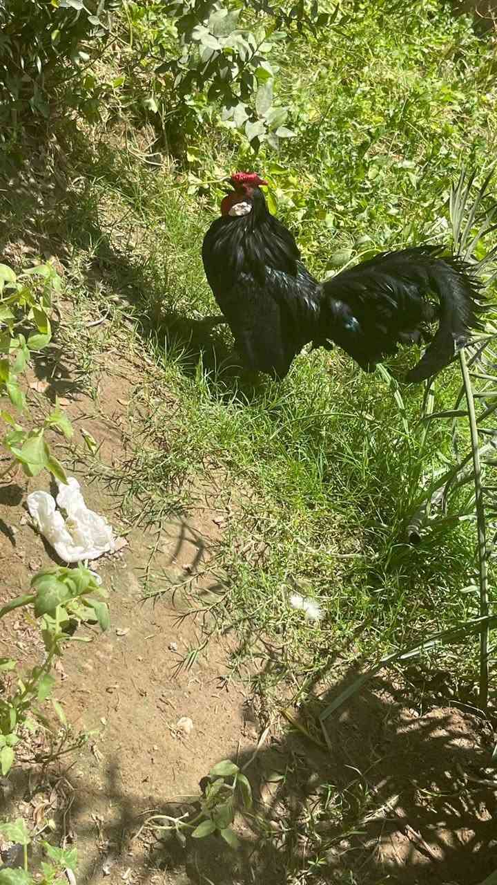 متاح زوجين دجاج اسباني بلتم خط اول الزوج ب110 وبي مجال


**إذا كنت صاحب هذا الإعلان وتريد حذفه لأي سبب، رجاءا أرسل رسالة إلى الدعم الفني**
