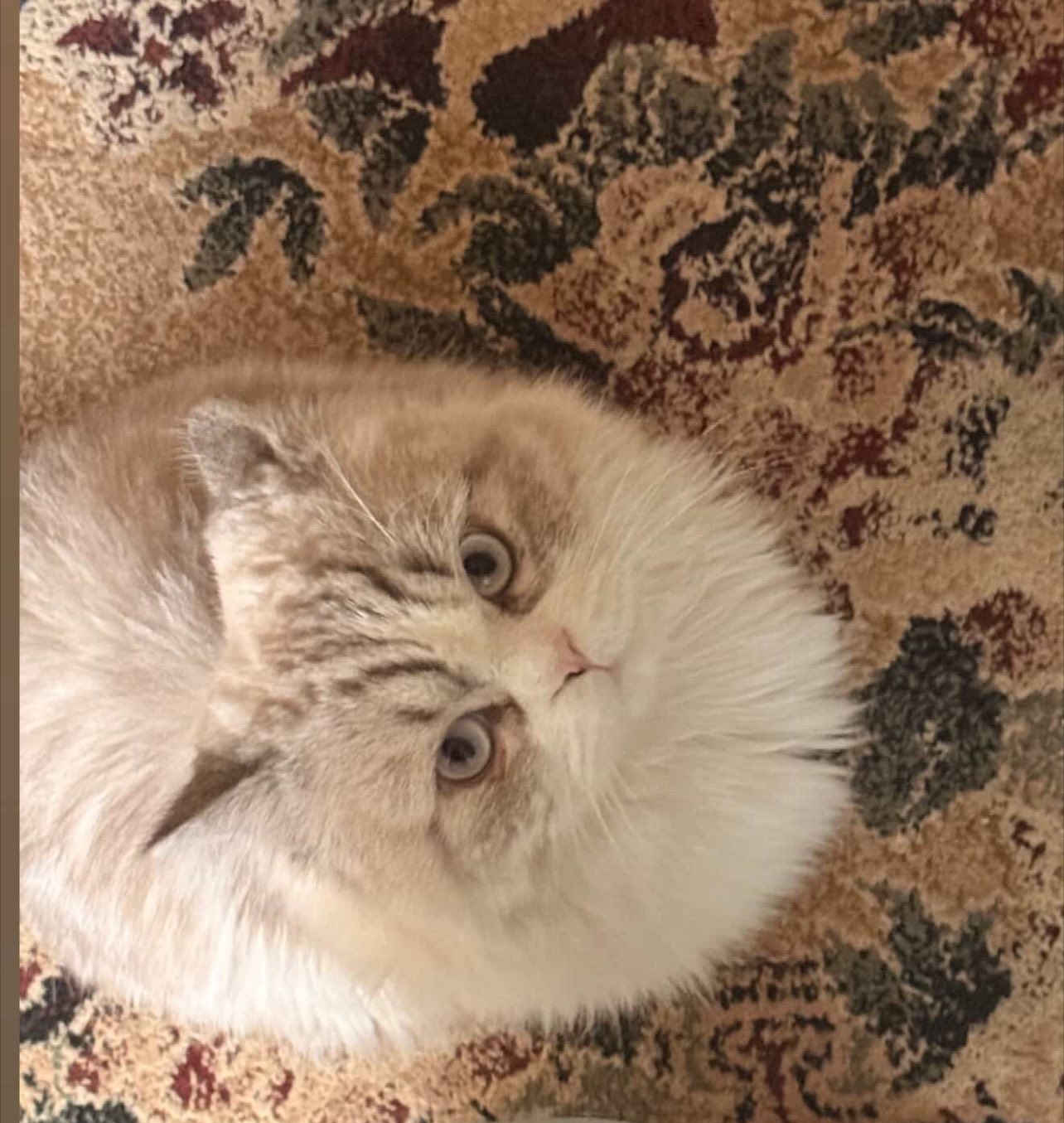 بـزون الـيف للبيع سعـر منـاسب 🖤.


**إذا كنت صاحب هذا الإعلان وتريد حذفه لأي سبب، رجاءا أرسل رسالة إلى الدعم الفني**