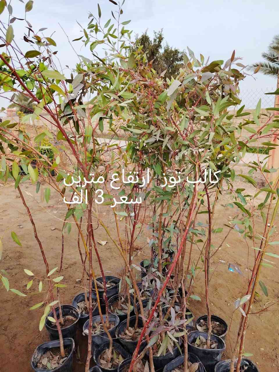 السلام عليكم ورحمة الله وبركاته 

جديد وأسعار مناسبة جدآ 

 تاريخ  اليوم   /  4 / 2 /2026/ 

   أشجار نفضية وأشجار دائمة متوفرة جميع الأشجار  والورود 
 موقع المشتل الشرقاط الساحل الأيسر الهيجل قرية المشهد
يوجد توصيل داخل الشرقاط 

* (  للتواصل والاستفسار ارقم  الهاتف وتساب( ***********) واتساب (***********
