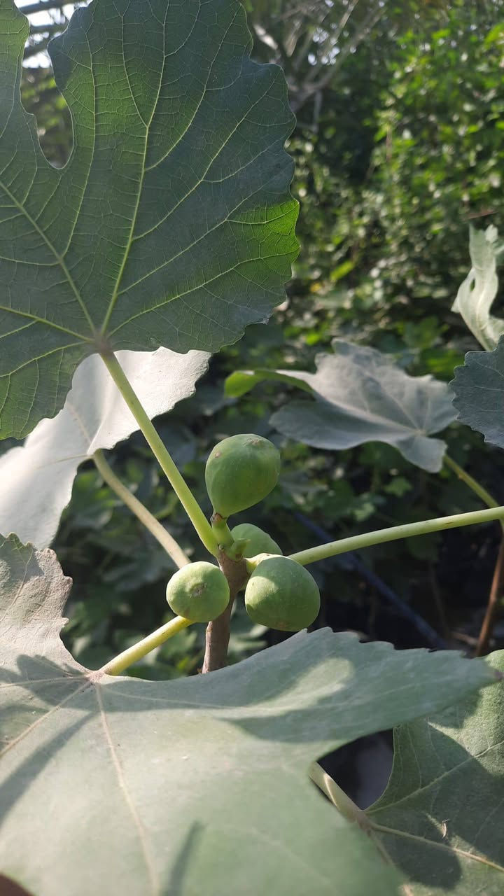 🌿✨ إعلان من مشتل الشاهين الزراعي ✨🌿

تتوفر الآن شتلات التين المميزة: 🍈 تين العبيد السعودي
🍈 تين البراون التركي

شتلات قوية ومختارة بعناية 🌱
مناسبة للزراعة المنزلية والحدائق والإثمار الممتاز بإذن الله 🌞

🔥 والقادم أجمل... قريباً ستتوفر أصناف جديدة ومميزة ونادرة من التين لمحبي التميز وهواة جمع الأصناف 🌿🍈

📍 العنوان: بغداد – الدورة – الشارع المقابل لعلوة الرشيد قرب شركة دجلة للمشروبات الغازية خلف منطقة أبو دشير
📞 الهاتف / واتساب: ***********

🌱 مشتل الشاهين الزراعي — وجهتكم لكل ما هو مميز في عالم النباتات والأشجار 🌱
