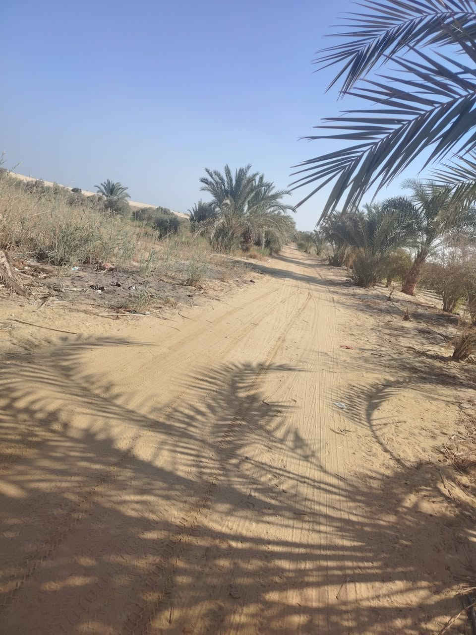 السلام عليكم ورحمة الله وبركاته توكلنا على الله 18 فدان محافظة دافعه القسط الأول
على بعد 800 متر من الصحراوي الغربي على مدق الكوثر بها بيرخاص محول خاص بيت خاص شبكة رئيسي بالكامل بها 8 فدان زيتون مثمر عمر 6سنوات عجيزي مهمل بها 100 نخله صعيدي تربه ممتازه تصلح لجميع انواع الزراعات لتواصل عبر واتساب او فون 01140403794 المنيا مطاي الصور من الارض مباشر


**إذا كنت صاحب هذا الإعلان وتريد حذفه لأي سبب، رجاءا أرسل رسالة إلى الدعم الفني**