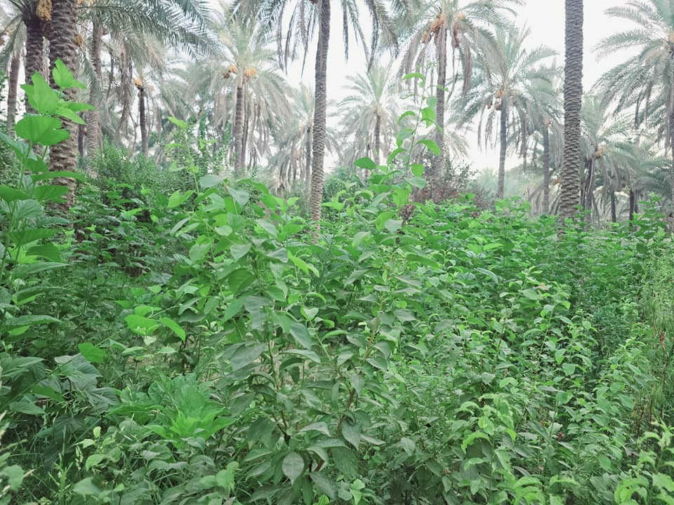 يالله أللهم صل على محمد وآل محمد) 

ليوم جبنالكم عرض جميل جدا بستان مخدومة بالكامل راحة

 نفسية  تريد ترفيهي تريد سكن للبيع دونم اله ربع المساحة بالامتار 

 1875  متر   نوع السند طابو زراعي

 سند 25 تحويل سهم مباشر بأسم المشتري  ينزل أسمك بالسند سهم تتوفر كافة

 الخدمات ماء سقي سيح ماء اساله كهرباء مولد جميع

 الخدمات متوفرة منطقة هادئة جدا 

 العنوان كربلاء الحسينية قرب جسر 🌉 الإبراهيمية

 الها مدخلين مدخل الأول من شارع الحسينية ومدخل الثاني

 من شارع الابراهيمية تبعد عن شارع الحسينية 1200 متر

 وتبعد عن شارع الابراهيمية كيلو ونص او اقل وعن جسر

 🌉 الإبراهيمية 2 كيلو وعن مركز المدينة 12 كيلو 

#السعر   175  مليون مع المجال للجاد بالشراء للاستفسار

 اكثر اتصلوا بالأرقام التالية 

(  ‏‪***********‬‏  ) (  ***********   )

ابو فاطمة عنوان المكتب شارع الحسينية قرب جسر 🌉 الإبراهيمية مقابل شارع عون مكتب النافعي للعقارات كربلاء  النافعي للعقار    #اشاره #الاصدقاء #متابعين #اكسبلور #الجميع👈 @إشارة
