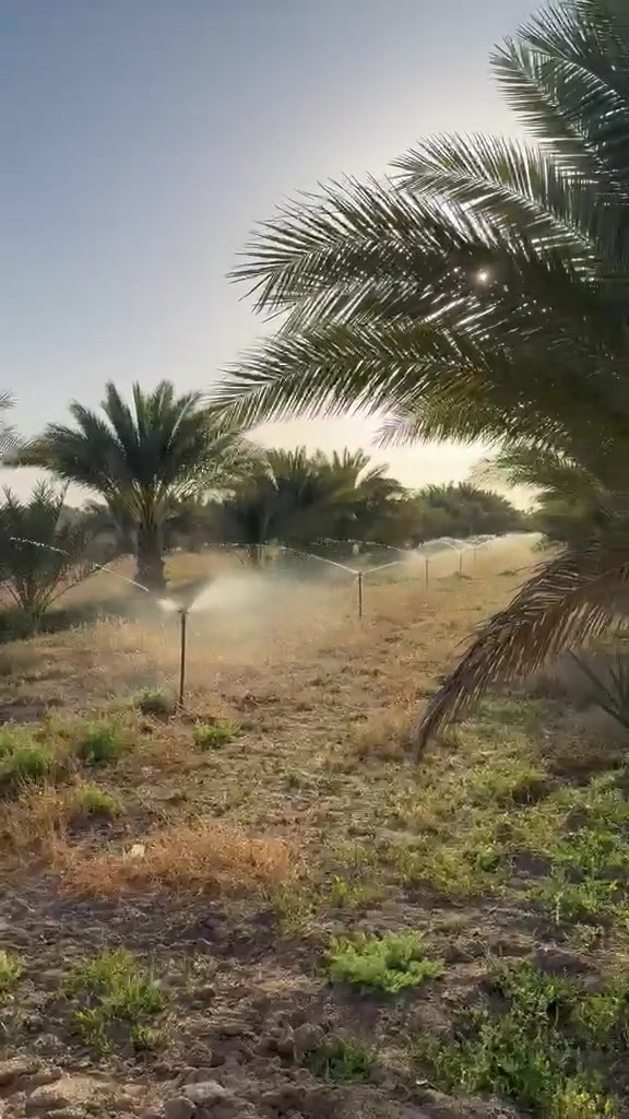 مزرعه تخبل مميزه مساحه 3 دونم ونص طابو زراعي سند 25 باسم ابو المزرعه تحويل بطابو الحله النخيل بانواعه الأرض خضراء تسر الناظرين تبليط مي نهر ماي اساله مسيجه كما مبين بلفيديو حله سيف سعد ورديه منطقت المستوصف يتعهد البائع بتحويل السند باسم المشتري  خلال أقل من شهر واحد سعر الكلي 418 م اتصال ***********
