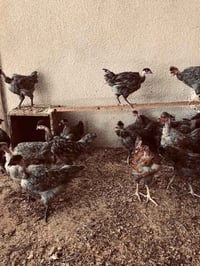 فراريج • دجاج • فراخ عرب • دجاج عربي • ابو ركيبه • دجاج رصاصي • فراخ م...
