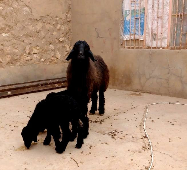 بسم الله
غره اول بطن وراها توم  
مكانه كبيسه
‏‪7809468487‬‏0
السعر ولعمله اتصل او دخل خاص


**إذا كنت صاحب هذا الإعلان وتريد حذفه لأي سبب، رجاءا أرسل رسالة إلى الدعم الفني**