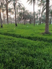 شط الهاشميه • طابو صرف • ٢٥٠م