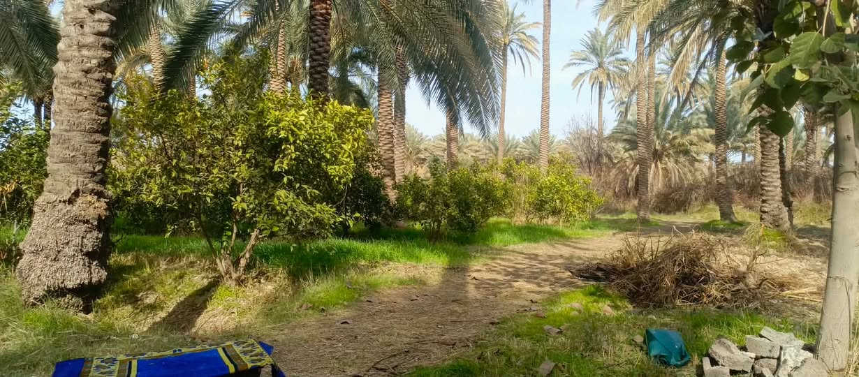 بستان للبيع طابو زراعي 10دوانم يحتوي على 270نخلة وحمضيات بأنواعها الموقع ديالى ارگبة


**إذا كنت صاحب هذا الإعلان وتريد حذفه لأي سبب، رجاءا أرسل رسالة إلى الدعم الفني**