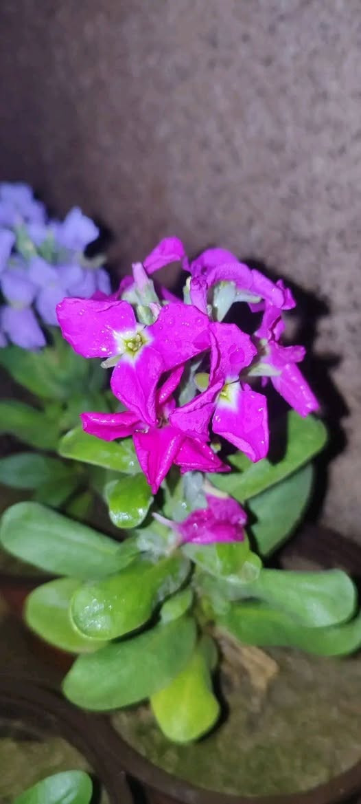 منثور عطري طاقي فقط ١٠٠٠ دينار
الصالون ٣٠٠٠
باقي النباتات ١٥٠٠
توصيل فقط لاغلب احياء الموصل 
للطلب يرجى مراسلة الصفحة


**إذا كنت صاحب هذا الإعلان وتريد حذفه لأي سبب، رجاءا أرسل رسالة إلى الدعم الفني**