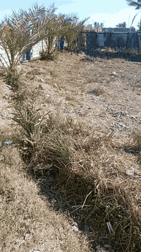 سلامو عليكم دونم عقد 17 حميد شعبان البيع يم جامع سعر خاص هاذه رقمي ***********و***********
