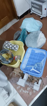 شلعه • بزازين انطوني • زينة