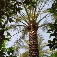 إلسلام عليكم  أحبتي اي شخص عند نخل تكريب نخل تقطيع أشجار وتقطيع نخل كب...