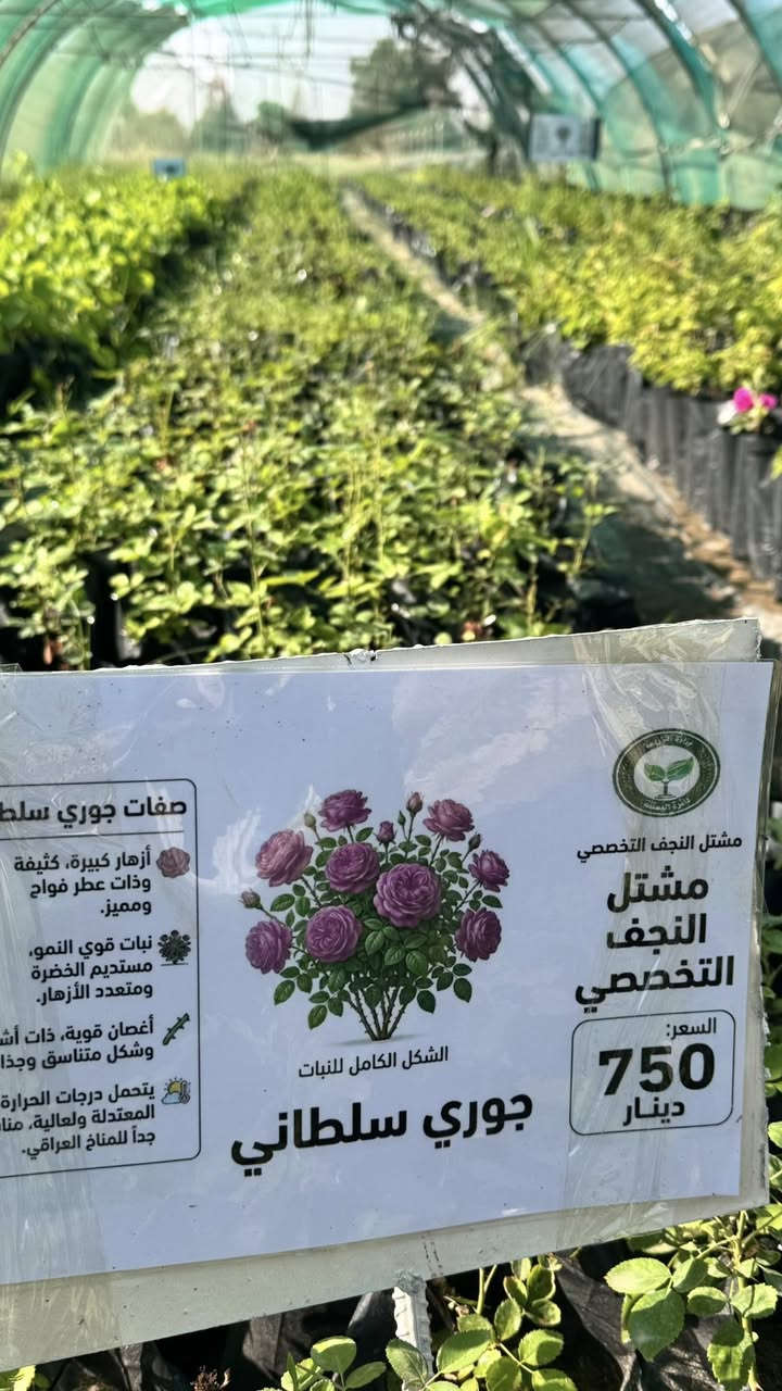 يسرنا ان نعلن عن اطلاق بيع شتلات الزينة والجاهزة للبيع الان وهي موضحة بالصور مع الاسعار🌿

تتوفر لدينا تشكيلة متنوعة من شتلات الفاكهة والزينة وبجودة ممتازة وبأسعار مناسبة 🌱

📍 العنوان:
شارع نجف – كربلاء / عامود 173
قرب أكاديمية الشرطة وفرقة الإمام علي

🕘 أوقات العمل:
من الأحد إلى الخميس
من الساعة 7:00 صباحاً ولغاية 1:00 ظهراً

🌳 مشتل النجف
أهلاً وسهلاً بزيارتكم
#مشتل_النجف_التخصصي
#دائرة_البستنة


**إذا كنت صاحب هذا الإعلان وتريد حذفه لأي سبب، رجاءا أرسل رسالة إلى الدعم الفني**