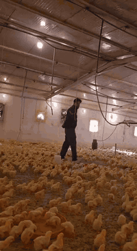 يوجد لدينا كادر متخصص في تربيه الدواجن ذو خبره عاليه في كل حالات دواجن إصابات تشريح سبب مرض طيور وتشخيص الحاله
خدماتنا لكل محافضات العراق لطلب والاستفسار الاتصال على رقم مدير العمل أحمد الكربلائي ***********
