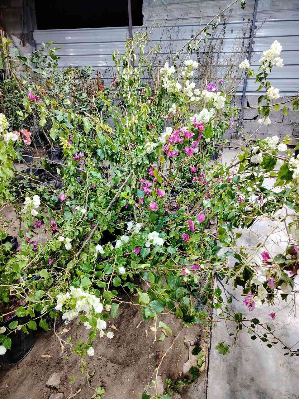 زبائننا الكرام
يتوفر في مشتل السراي انواع من الورد الجهنمي
-ورد جهنمي قزمي كبار وصغار
 مع 
ورد جهنمي كبار و متسلق


**إذا كنت صاحب هذا الإعلان وتريد حذفه لأي سبب، رجاءا أرسل رسالة إلى الدعم الفني**