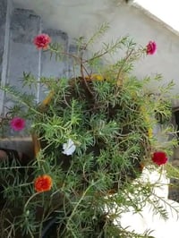 ورد الصباح العراقي • دائمي • توصيل الجانب الايسر