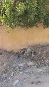 طابو زراعي سند٢٥ • ٢٥٥م • كربلاء طويريج