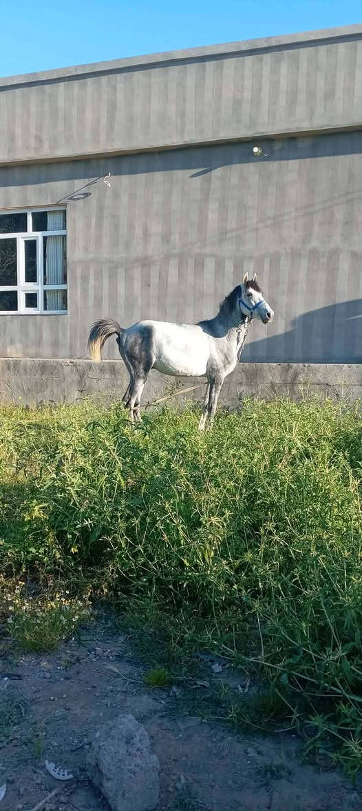 السلام عليكم ورحمه حصان البيع رتفاع 50السعر 800وبي مجال


**إذا كنت صاحب هذا الإعلان وتريد حذفه لأي سبب، رجاءا أرسل رسالة إلى الدعم الفني**