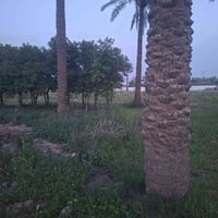 أرض زراعيه • ٤٠ دونم • واسط الحفرية شويفي