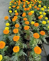 ورد قطيفة • ورد جعفري • توصيل مجاني