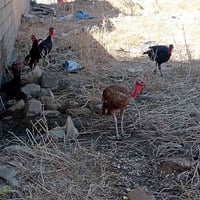 ديج • دجاج • دجاج بصراوي • دجاج للبيع • انثايات دجاج