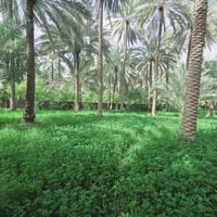 كربلاء شارع الحسينية • ٢٢٥٠م • طابو زراعي