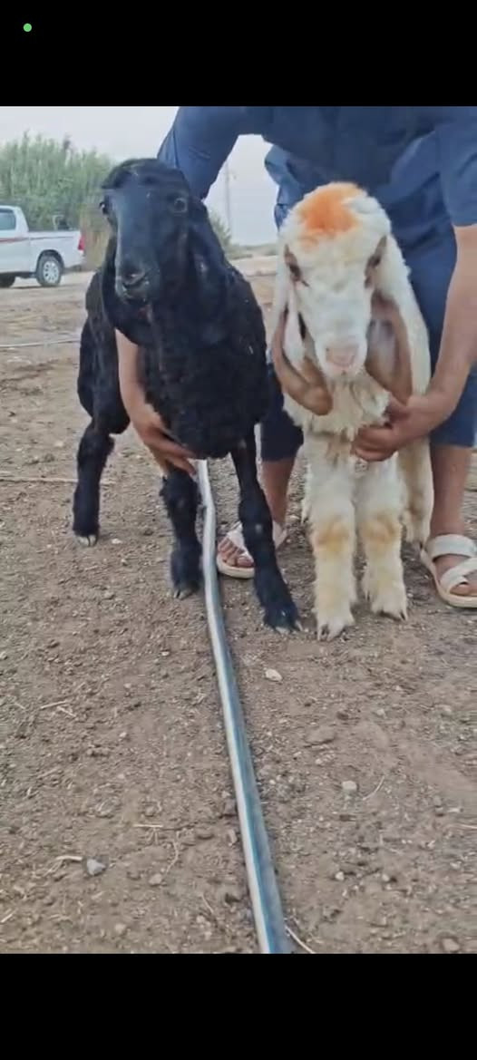فطايم كريشيات خط اول العدد 2المكان الكوت الدجيلي واكو خدمة توصيل والشراي يتصل ***************************
