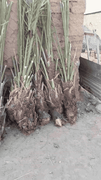 فسايل للبيع الايريد يا خابراني على رقم 07710270766