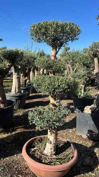 السلام عليكم يتوفر لدينا زيتون بونساي 
واسعار تنافسية واحجام مثالية 
***********
