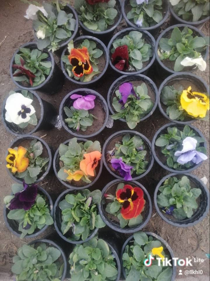 انواع الورد والأشجار الي يريد يزرع يشتري من هذه المشتل الجزيره العنوان سده البوعلي جاسم قرب محطه اساله الماء اسعار مناسبه الي يفتح مشروع اصغير لازم الكل ساندهم وتشتري منهم حته يبقه مستمر في عمله خلي ابن الديره يستفاد وانت المشتري مستفاد اسعار مناسبه وقريبه عليكم


**إذا كنت صاحب هذا الإعلان وتريد حذفه لأي سبب، رجاءا أرسل رسالة إلى الدعم الفني**