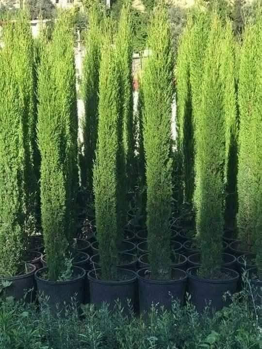 💥#موسم_الصيانة_لا_يفوووتك #تشجير #وزراعة #الأشجار #المثمرة وزينه #تصميم وتنسيق #الحدائق وديكورات الخارجية
🌹عمل كل ما يلزم لحديقة بيتك 
 للتواصل ‏‪‏‪0770536493‬‏
🌿تشكيل
✅ ولرش     ⚗️💙
✅ ونكاشه                  🛠️💥
✅وتسميد   🛢️💯
✅ وتقنيب                   ✂️✨
✅تجوير       ⚙️💣
✅وتخلص من الحشرات قبل لتطلع 🕷️🕸️💠
☑️ صيانة عامة للحديقه 
👷‍♂️مختصون انشاء مزارع/وتنسيق الحدائق 👌
👷‍♂️والديكورات الخارجية👌
☎️كل ما عليك تتواصل معنا ورح نوافيك بكل التفاصيل 
موقع صفحتنا ‏‪0770536493‬‏


**إذا كنت صاحب هذا الإعلان وتريد حذفه لأي سبب، رجاءا أرسل رسالة إلى الدعم الفني**