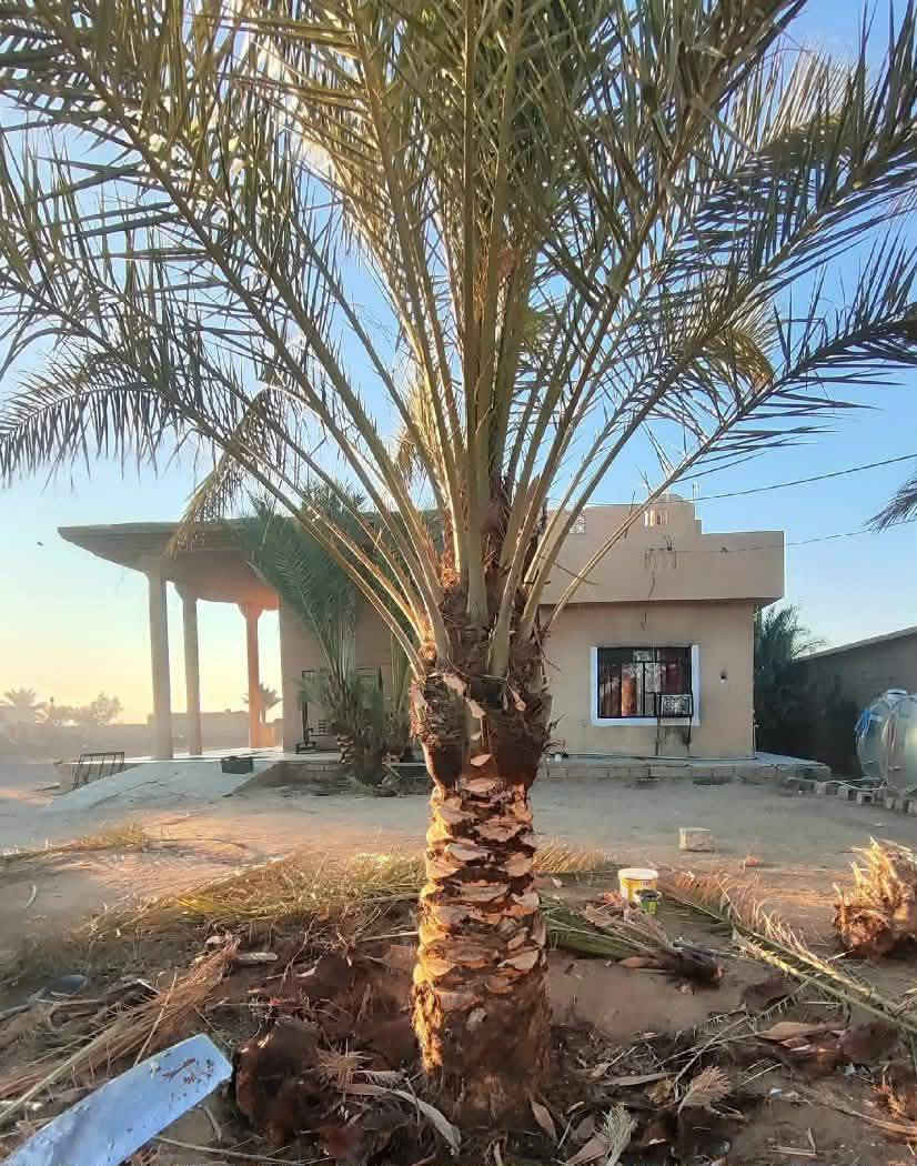 تكريب نخل وكصاص نخل درجه اوله استفسار  ‏‪***********‬‏
