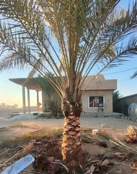 تكريب نخل وكصاص نخل درجه اوله استفسار  ‏‪07864598696‬‏