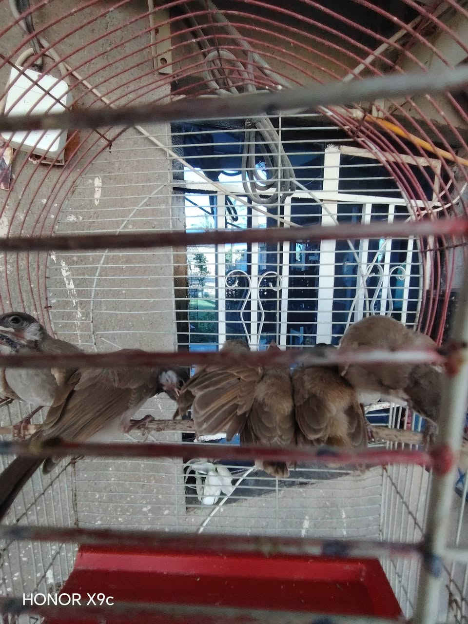 بلبل لبيع مكان يوسفيه لشراي يجي خاص او يتصل عل رقم 

***********
