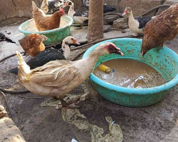 متاح بش مصري 5نثايه وفحل ابيض السعر 65قفل بني منصور ‏‪***********‬‏
